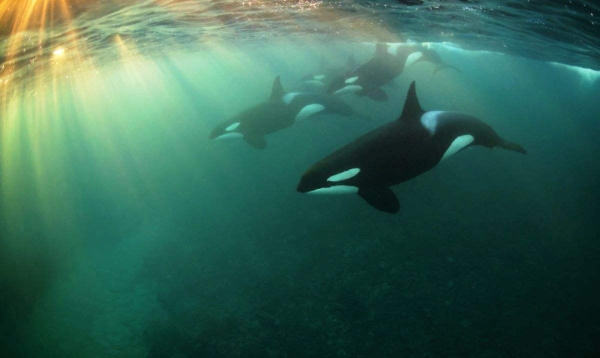 猎蓝鲸，吃海豹，杀大白鲨，凶残的海洋霸主虎鲸为什么不吃人？_搜狐网