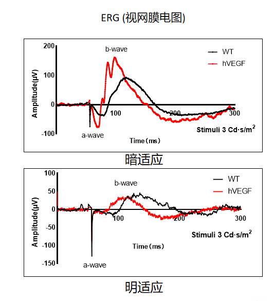 呵护光明未来——遗传性眼科疾病小鼠模型_视网膜_新生_血管性