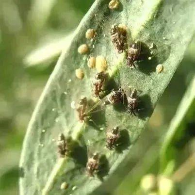 治蚜虫、飞虱、粉虱最经典的配方，立刻击倒害虫，1天死亡98以上防治作物吡蚜 