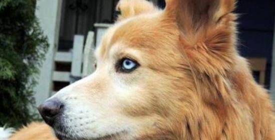 哈士奇_狗狗_主人