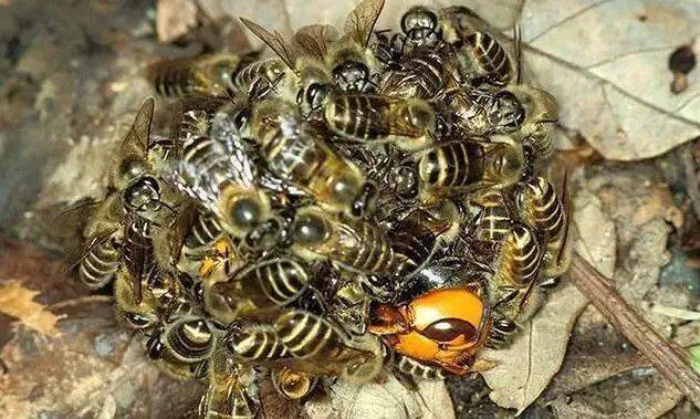 大黑蜂能蛰死人吗图片