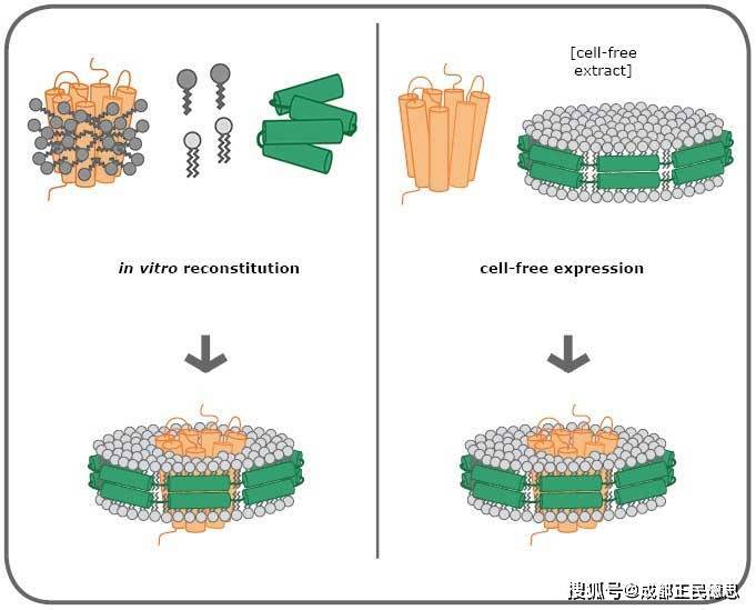 膜蛋白研究利器cube biotech nanodiscs(納米磷脂盤)_細胞_結構_組裝