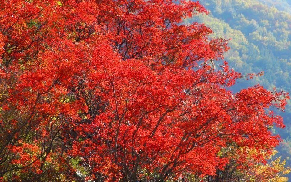 中国最大红叶景区之一，可一边滑雪一边赏秋，还有能喝的温泉水！