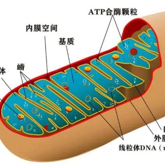 癌症与线粒体的关系_细胞_mtDNA_肿瘤