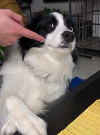 只要主人没有抓到现行,边牧的表情真的是亮了,分分钟就像逃避.