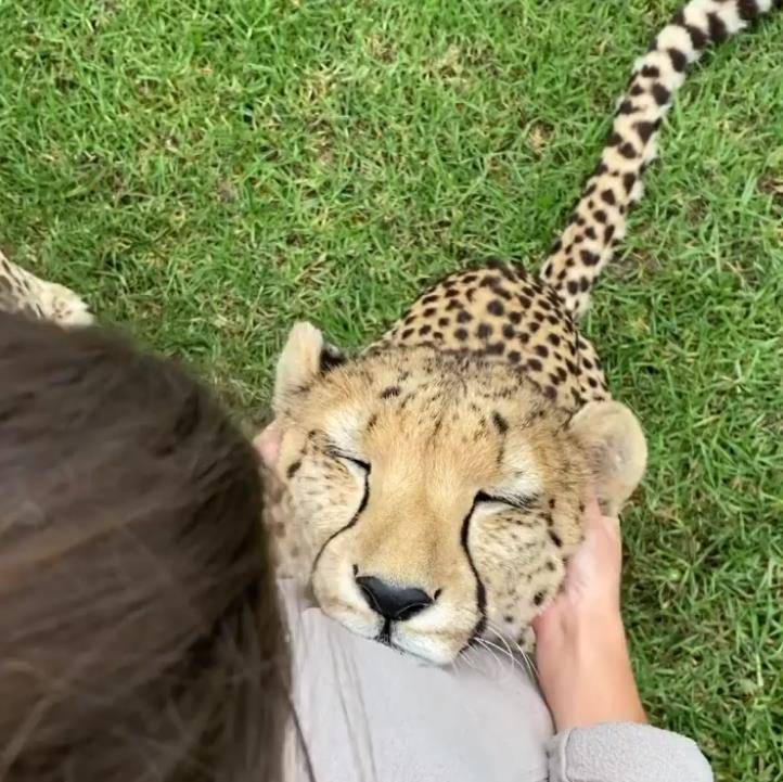 谢谢猎豹表情包图片