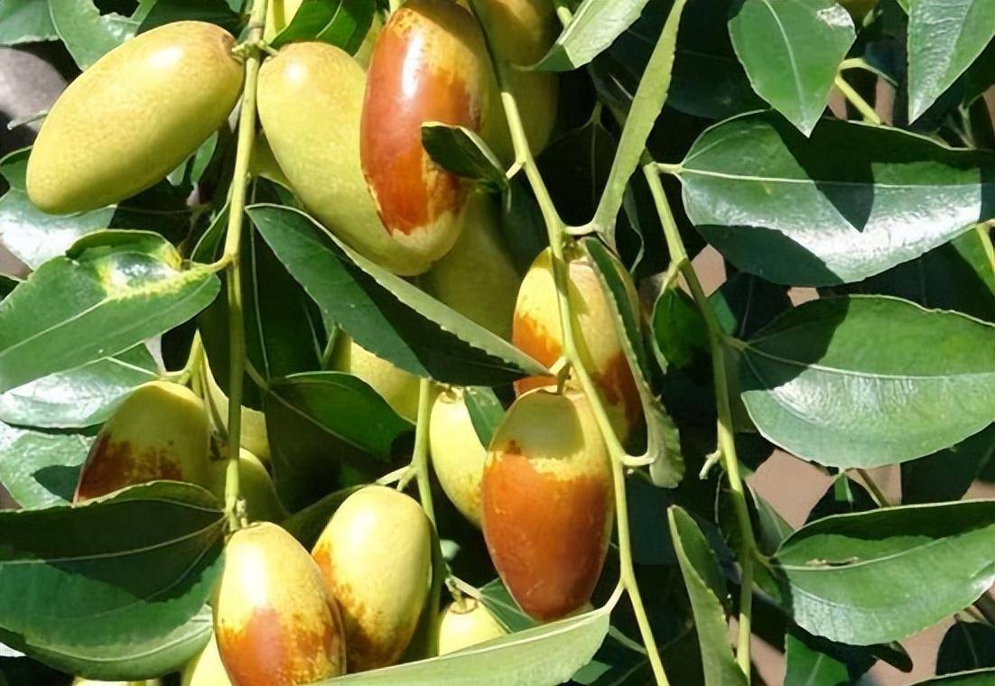 桥梓尜尜枣的做法的简单介绍