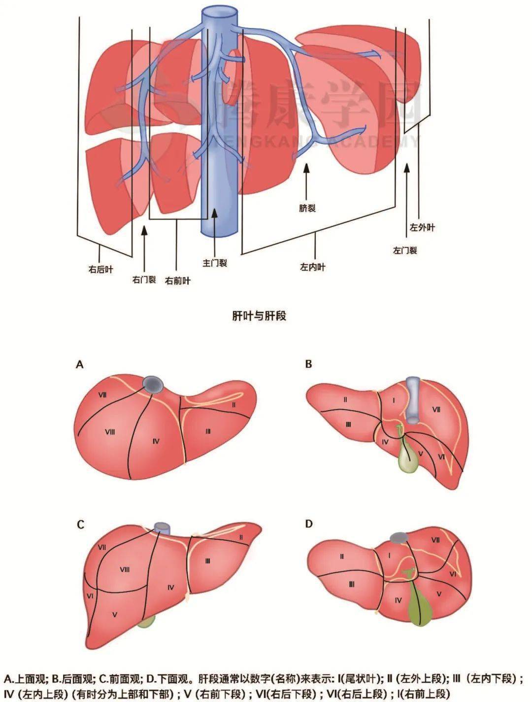 肝的分叶分段解剖图图片