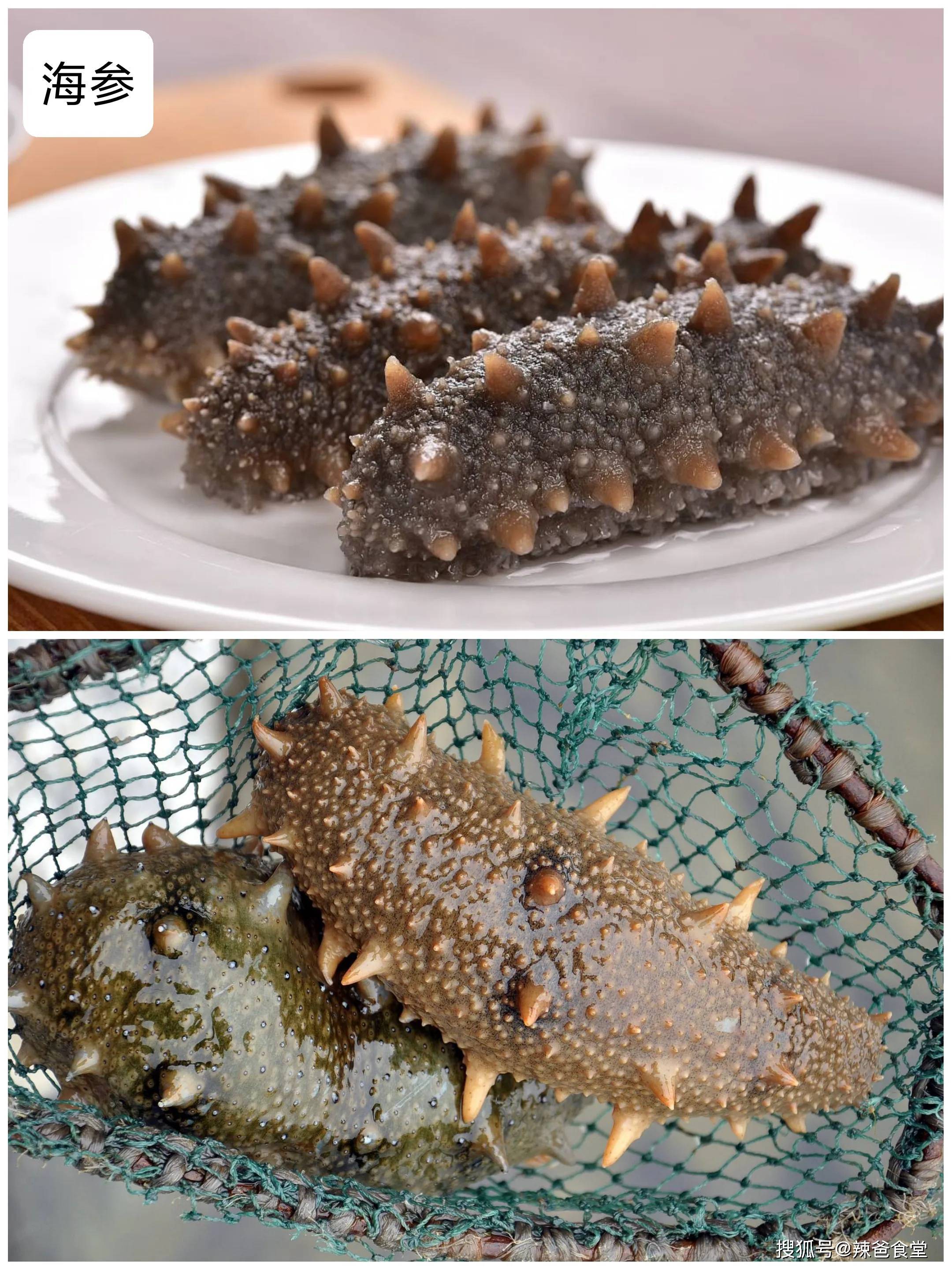 新鲜海参怎么做好吃又简单，海参的吃法和做法 - 唐山味儿