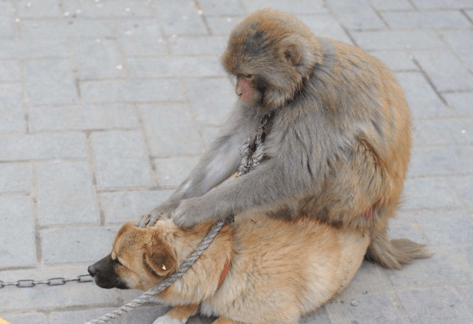 猴子和狗的情侣头像图片