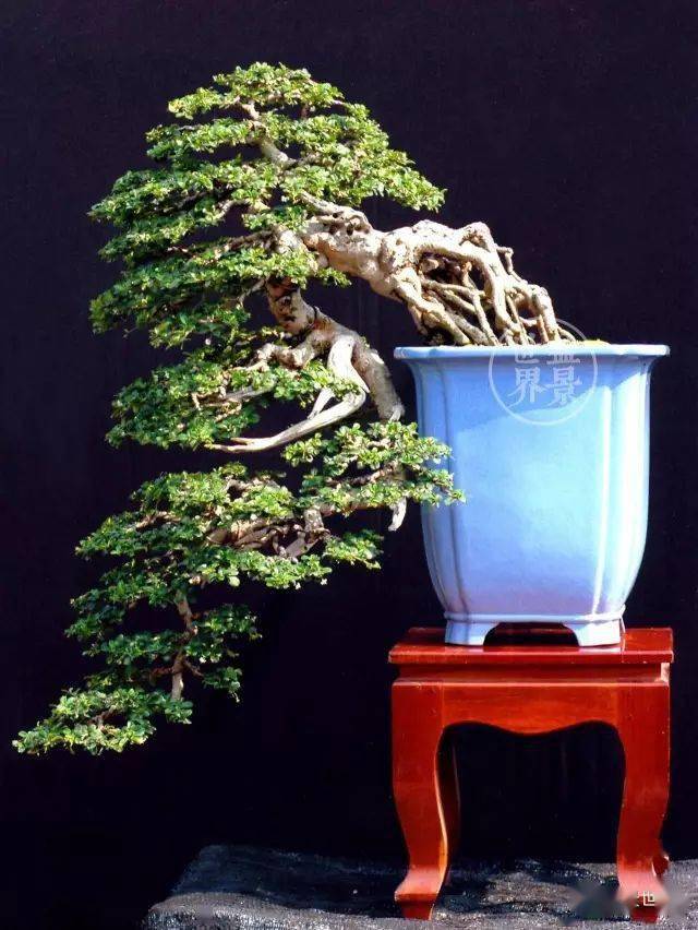 倒挂金钩,绝了!_cm_作品_盆景