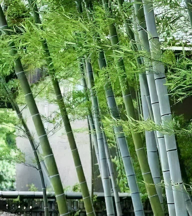 在院里种上竹子,让您的庭院极具风雅_竹竿_种植_水竹