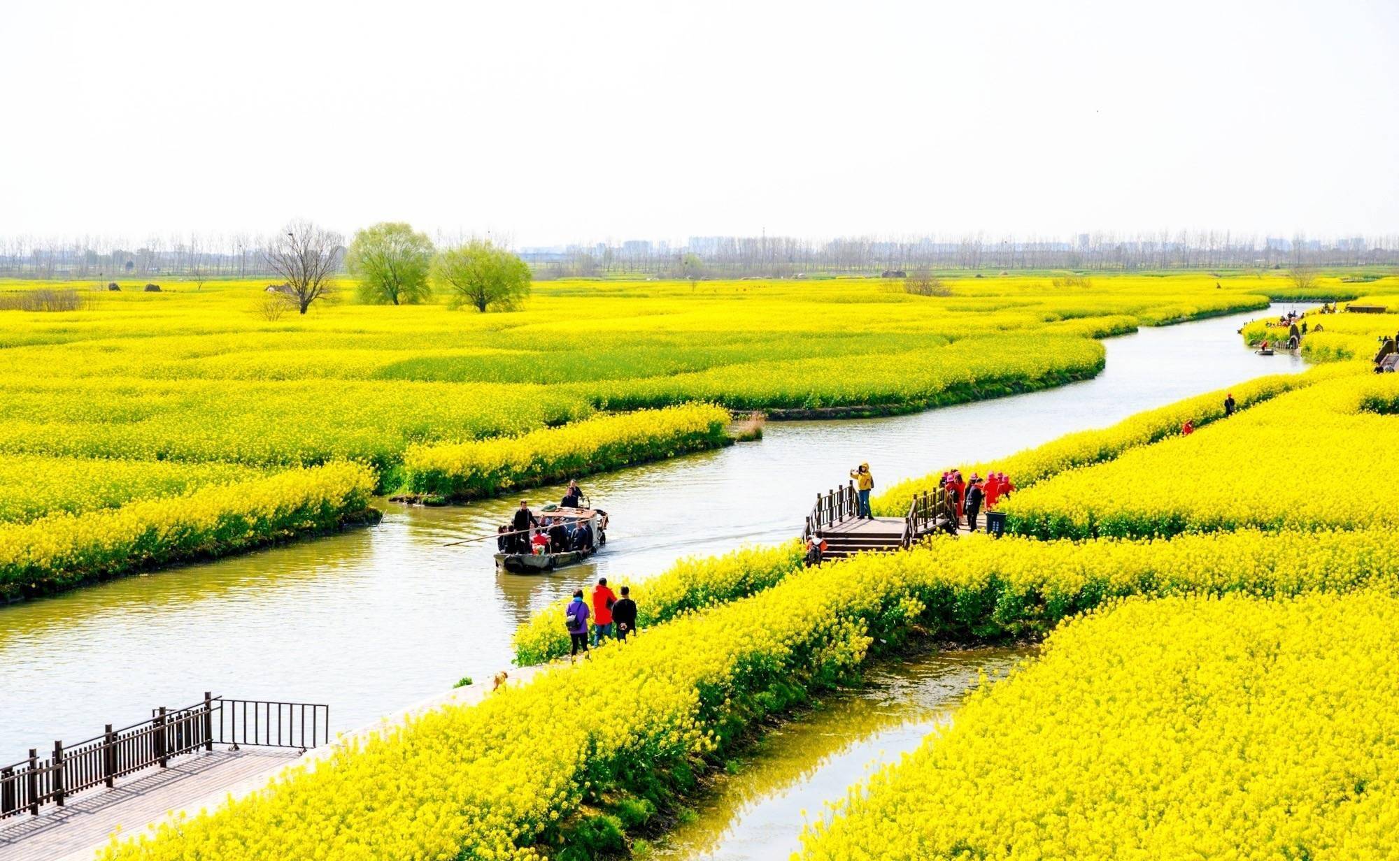 "长在水上"的油菜花田,是全球四大花海之一,景色如诗如画_兴化_景区