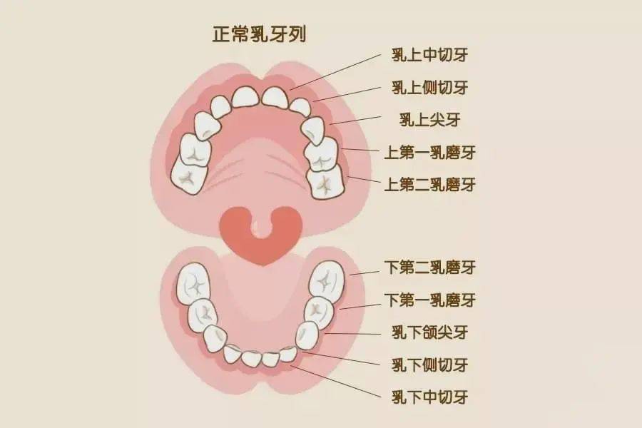 孩子新换的牙齿长歪了怎么办?来看儿童换牙攻略