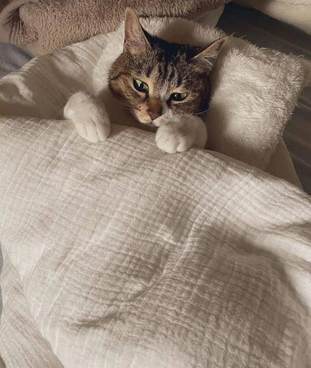 猫咪躺在被窝里盖着被子一脸享受,网友看了直呼:我要和它一起睡_样子