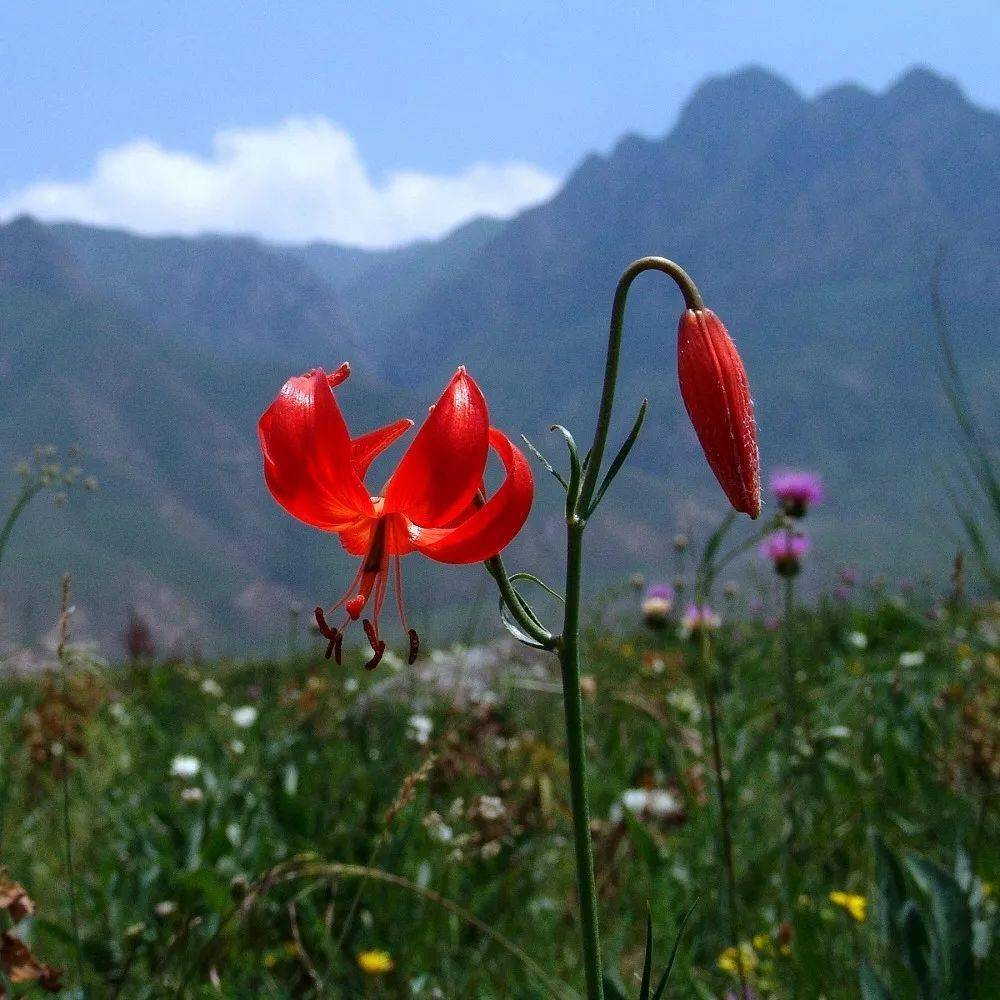 细叶百合马蔺锐果鸢尾青海鸢尾二叶兜被兰广布红门兰来源:图视甘南(id
