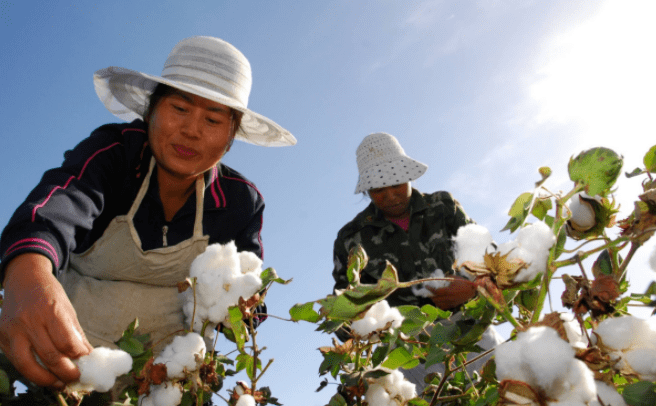 采棉花 |董建超_棉桃_种植_农村