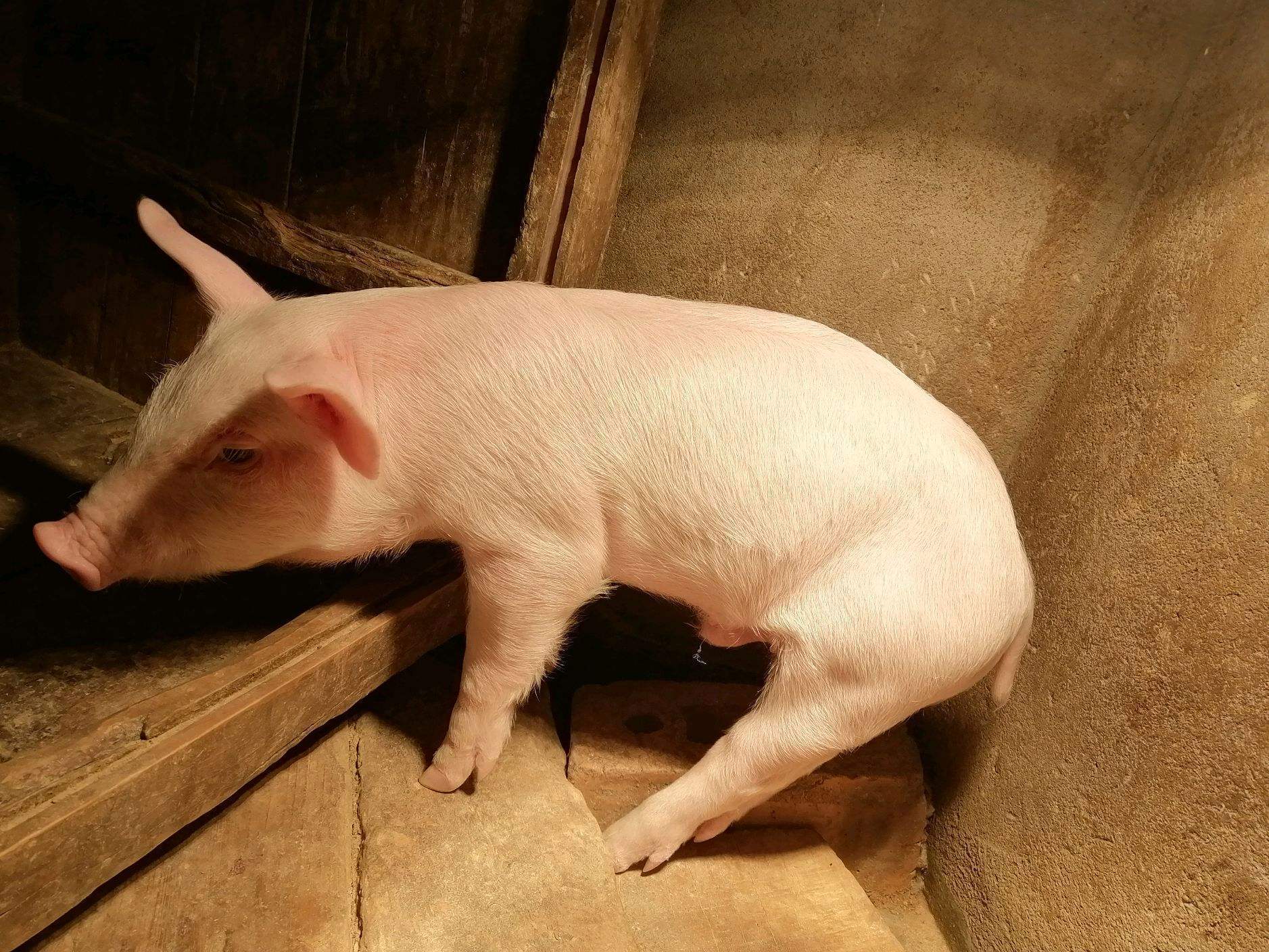 猪不吃食没精神躺着怎么办?