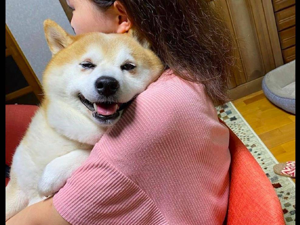 女友抱着柴犬看电视,它还一脸得意的表情:羡慕吧,气死你_网友_宠物