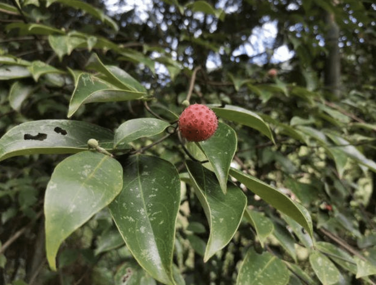 在农村有1种"山荔枝",秋天采摘几麻袋,拿回家酿酒是一绝_果子_花友