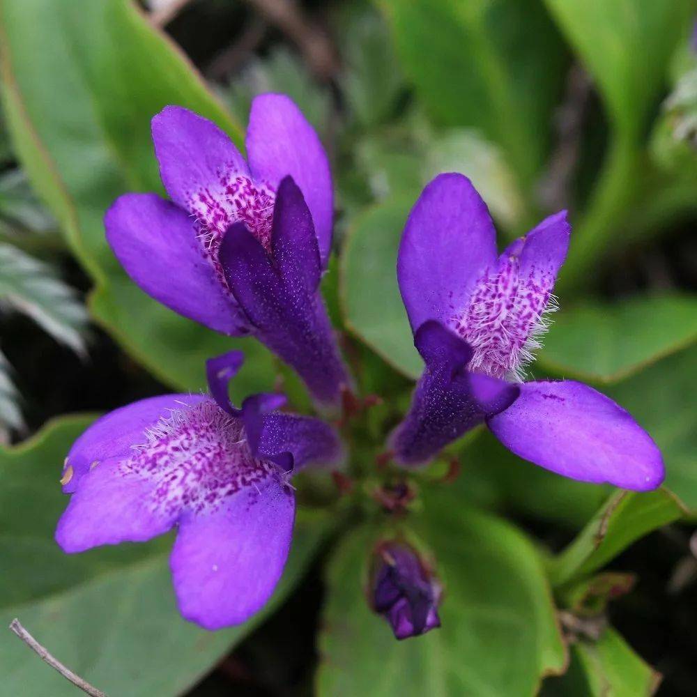 隐序南星贝母细叶百合马蔺锐果鸢尾青海鸢尾二叶兜被兰广布红门兰来源