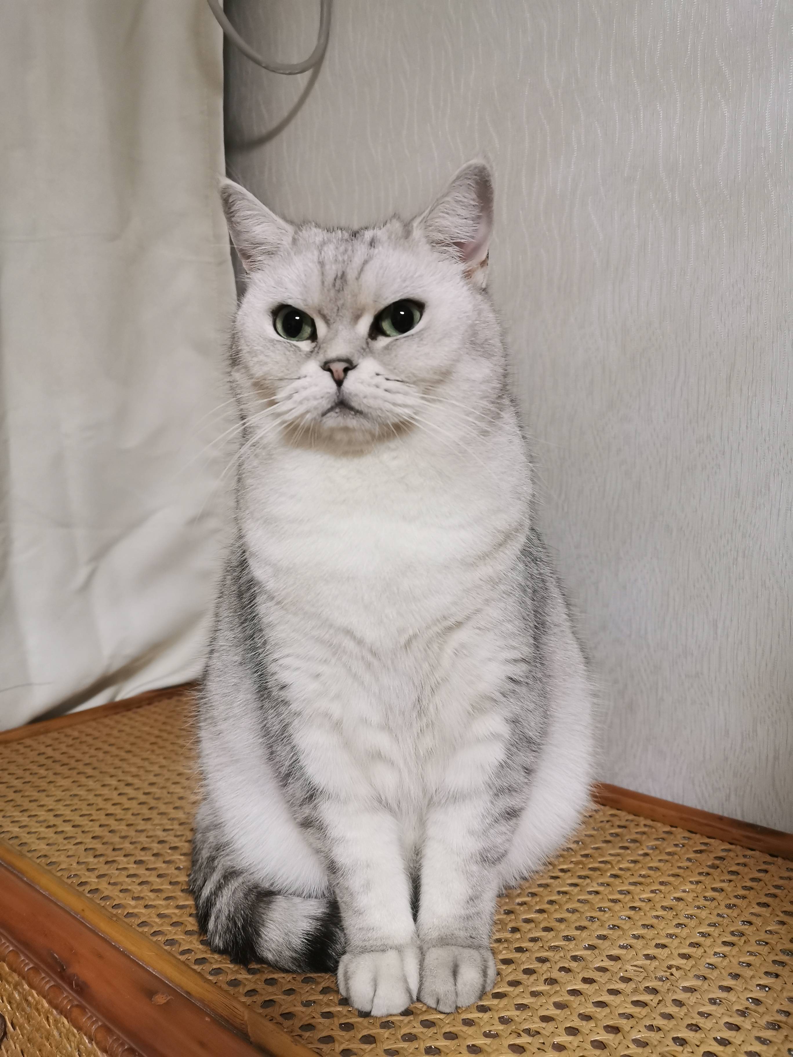 台州市星星广场白云山公园中诚小区丢失一只公银渐层_宠物_线索_椒江