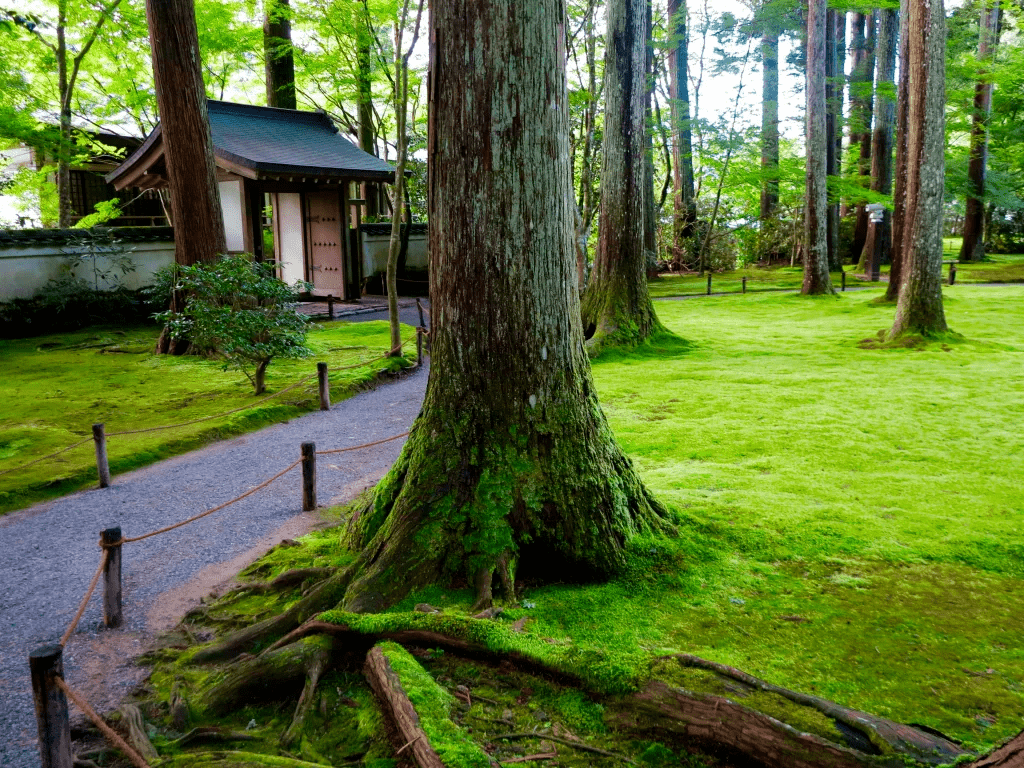 日式园林中的青苔文化_庭园_日本_人们