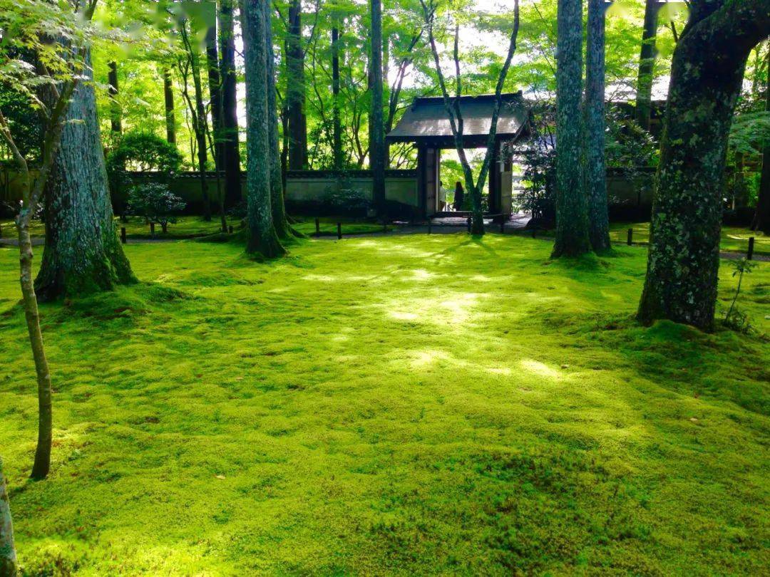 新浪微博id:行行之沙园艺 | 苔藓|微景观 | 传统文化| 庭院情怀| 视觉