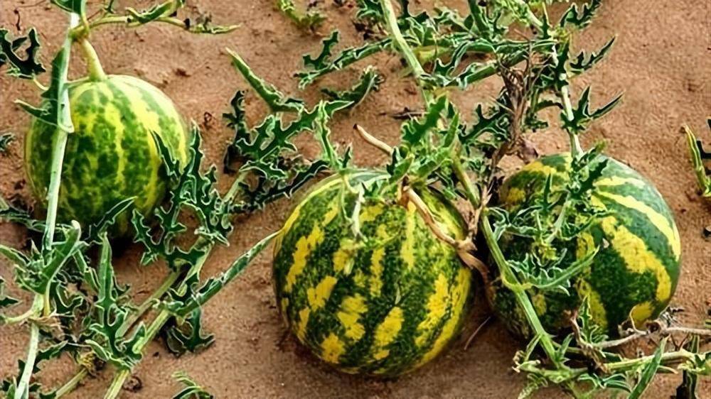 沙漠里遍地都是"西瓜",口渴难耐却无人敢吃,那简直是鸿门宴_毒性_食用