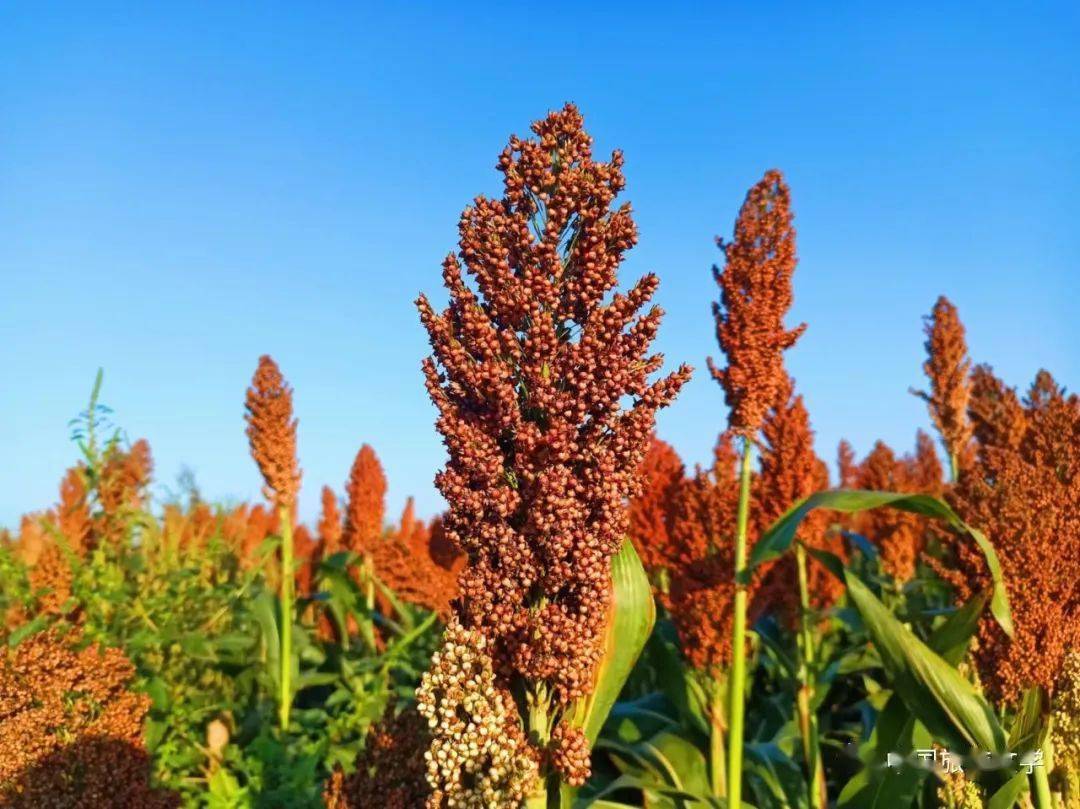 行走丨高粱红了_高过_鸟雀_白鹭