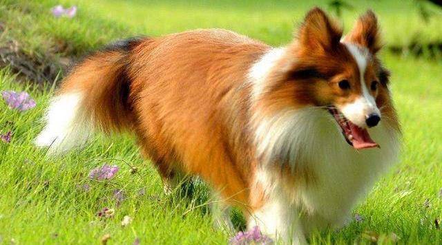 喜乐蒂牧羊犬是一种聪慧善解人意的中小型犬种,喜乐蒂的智商很高,具有