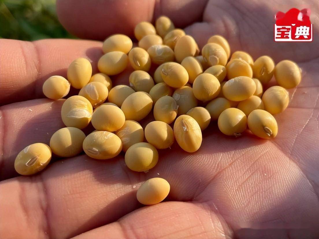 "黄金豆"中豆41,油6019粒粒生金促增收,观摩现场受热捧_许科_大豆