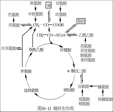 【复习笔记】23华工《830生物化学》考研知识之tca 的生物学意义(二)!