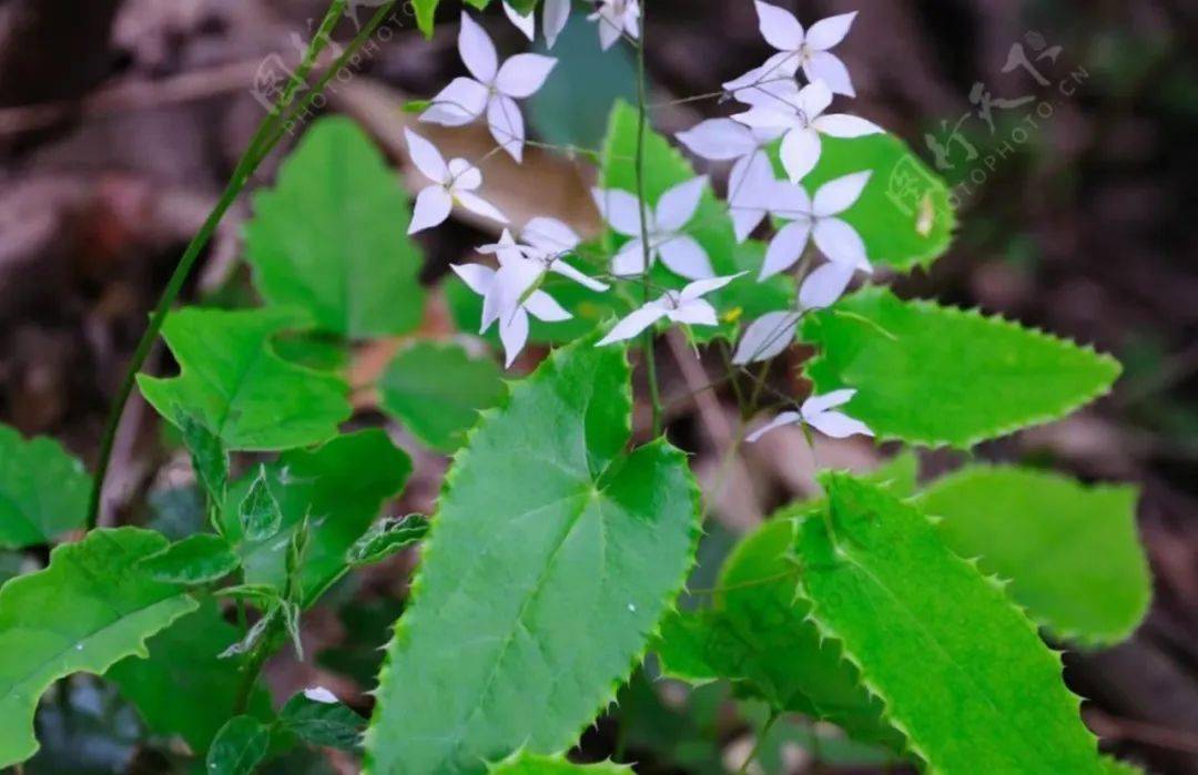 淫羊藿又名三枝九葉草,是一味名貴中藥材,它的花盛開在春日裡,看上去