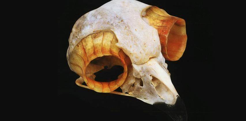 猫头鹰进化出可自由旋转的脖子圆筒状的骨质结构中放置着超大的眼睛