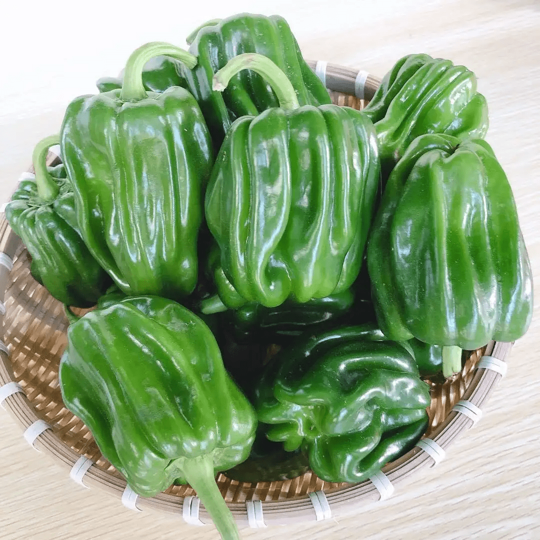 麻辣圆椒种子_品种_辣椒_种植