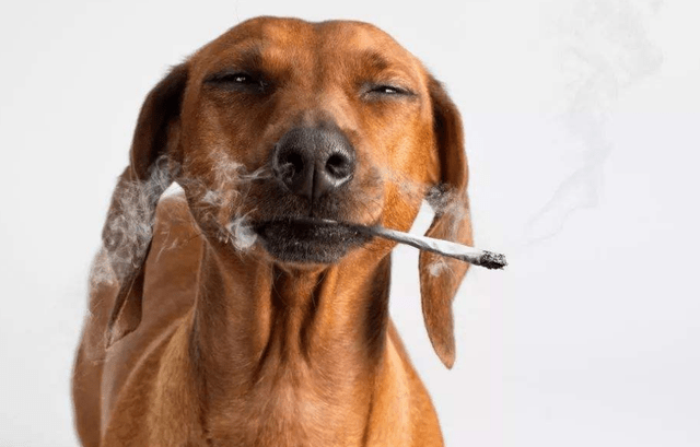 狗抽烟的壁纸图片