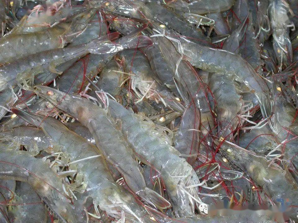 对虾养殖中,出现软壳虾,生长缓慢,如何解决?其实,这是有技巧的.