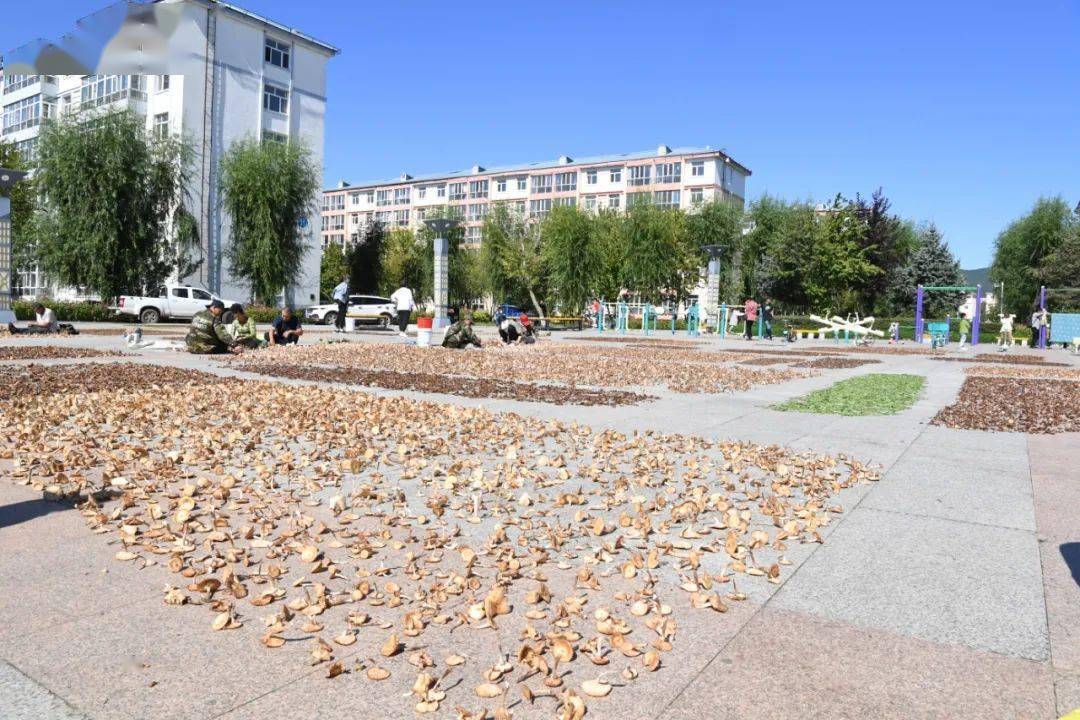 勤得利农场有限公司:蘑菇丰收季 群众秋采致富忙_猴头_产品_居民