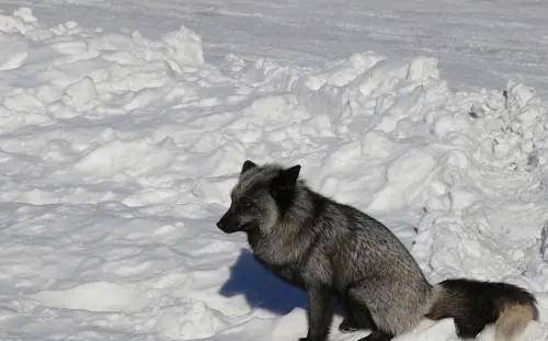 雪地里出现一只黑狐,四位军人追了二十多里,却有意外的惊喜_孙德