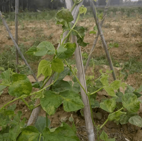 菜农注意了!菜豆病毒病防治方法来了