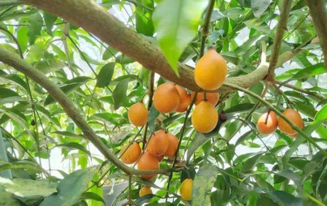 新奇水果"黄金山竹"于琼海试种成功!