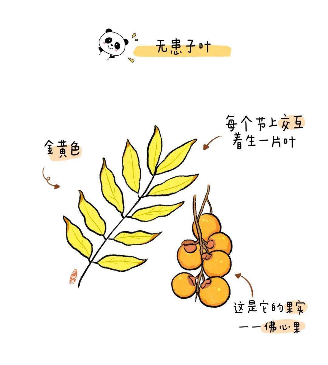 小知识无患子因为秋季树叶金黄又被称为黄金树它的果皮含有皂素因此