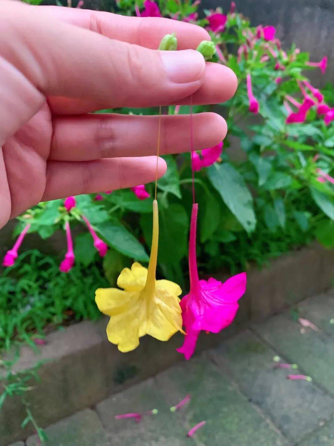 草珠子手串,紫茉莉耳环,野豌豆口哨,一串红花蜜……死去的回忆突然