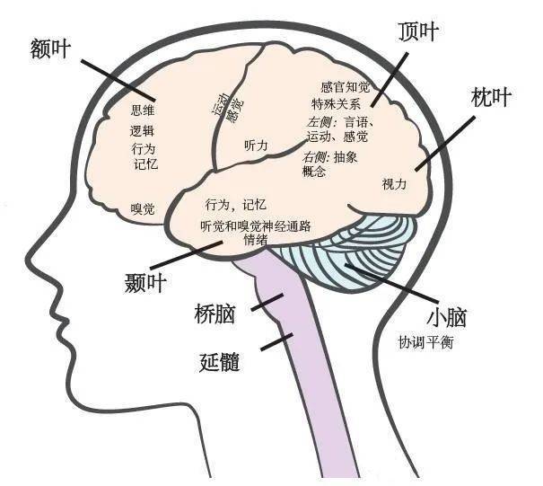 右大脑半球借助胼胝体相连,每个半球又分为额叶,颞叶,顶叶及枕叶