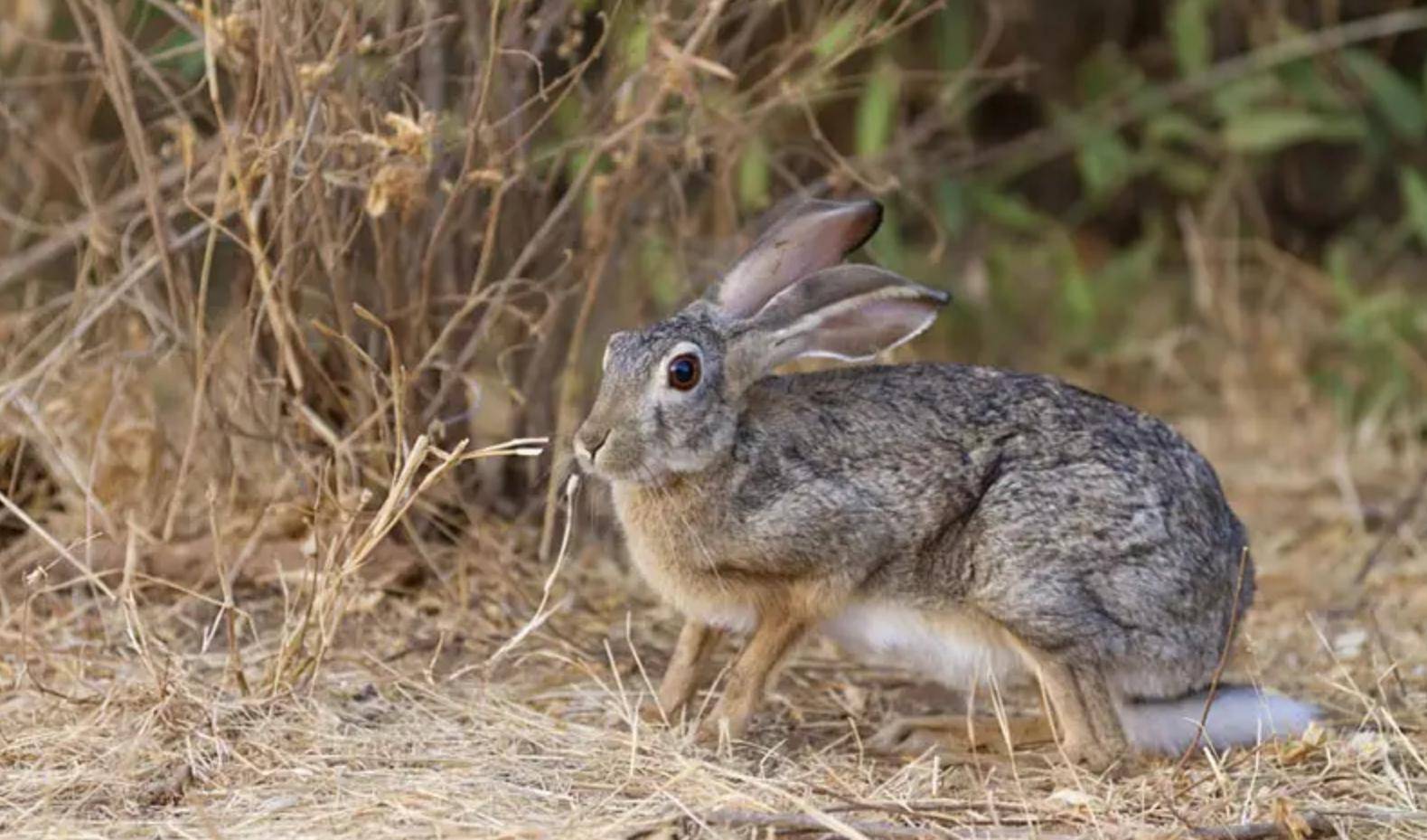 澳洲随处可见的野兔，数量已突破100亿只，但当地人却不喜欢吃|野兔|澳大利亚|农场主_新浪新闻