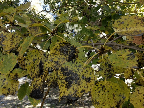 杨树苗树干黑斑病图片图片