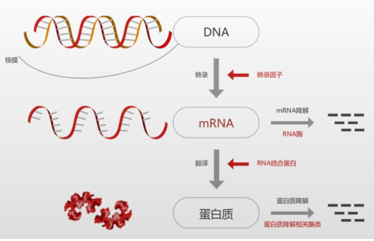 mrna(信使核糖核酸)通过翻译指导蛋白质的生产,是由dna模板转录而来