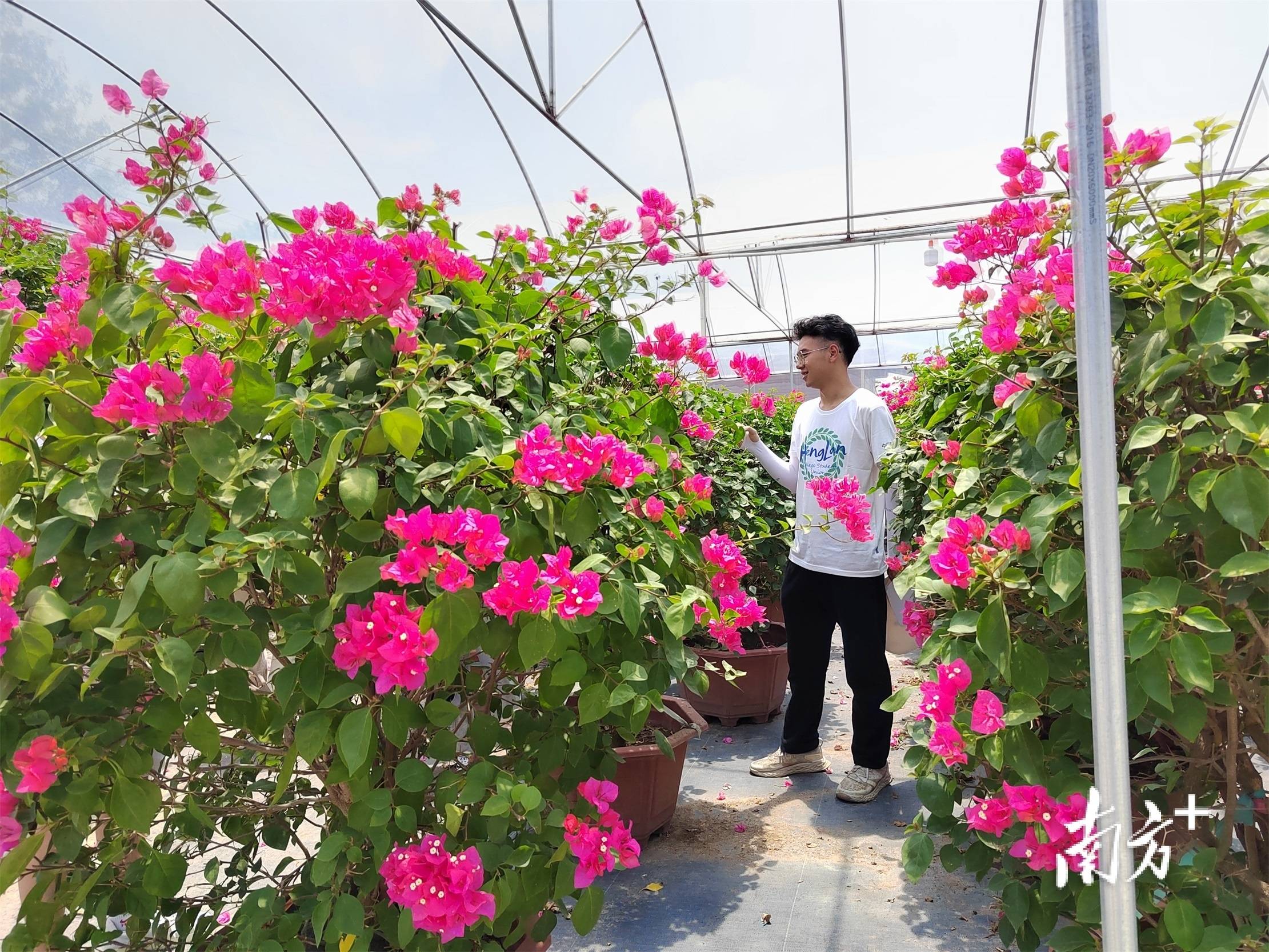 扎根乡土胸怀社稷,中山青年学生为家乡发展建言献策|青春之眼看中山④_志愿_服务_网格