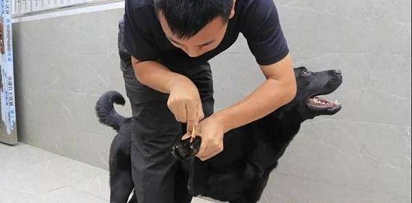 移民管理警察最酷密友——黑虎_工作_警犬_緝毒